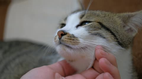 Petting a cute cat, close up