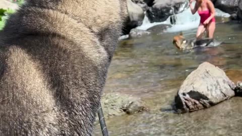 girl and dog bathing together ...