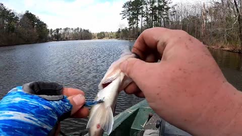 How I Caught 30+ Crappie In ONE HOUR | Creek Crappie Fishing During The Spawn