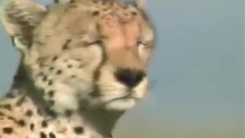 Cheetah Full speed