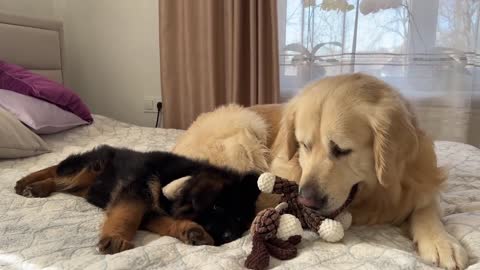 Golden Retriever Steals Toy From German Shepherd Puppy