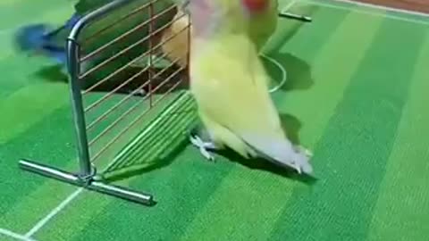Parrot cut parrot beautiful parrot ❤️ viral like follow 🙏🙏