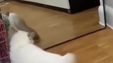 Cat Runs into own Reflection