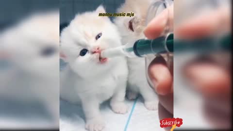 Cate animal cute funny video