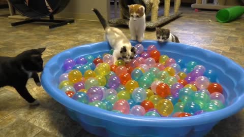 cat play with balls 🤣🤣😂