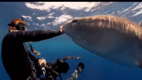 FAST TIGER SHARK