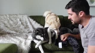 OWNER Pretends He Can't See DRAMATIC Mini Husky