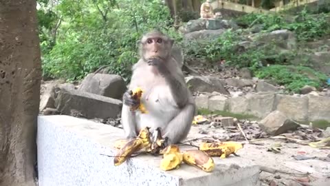 Monkeys Being Familiar With Living Beside Human Society 11 |Viral Monkey