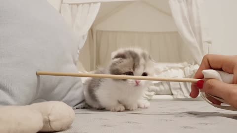 Adorable kitten with tiny legs does tricks