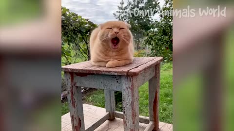 Funniest Cats And Dogs Videos 😁 - Best Funny