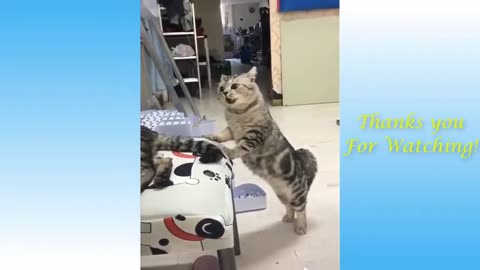 Best funny animal video 2024