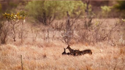 African lion male chasing black back jackal for a carcass in Kruger