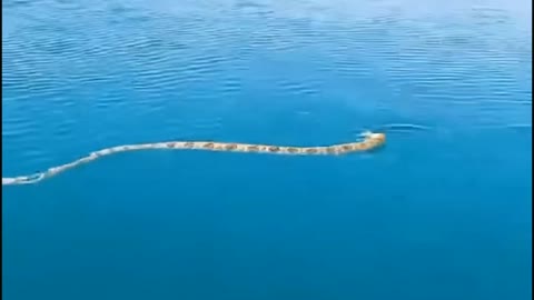 Deadly sea snake on boat ⛵