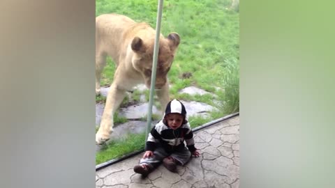 Curious Lion Wants To Play With Baby