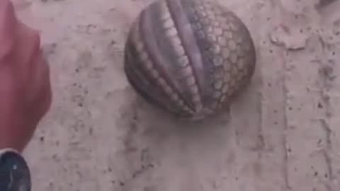 The Ball Become Armadillo #shorts #viral #shortsvideo #video