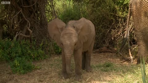 Life as a Kenyan Safari Guide | This Wild Life | BBC Earth