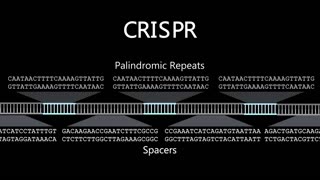 But what is CRISPR-Cas9? An animated introduction