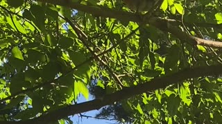 Bird relaxing in the tree