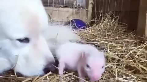 Puppy and Piglet