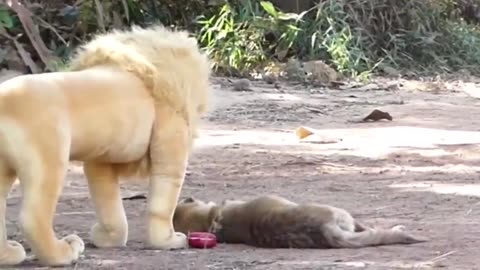 Ultimate Dog Prank Compilation: Fake Lion, Tiger & Giant Box Surprise! 😂🐶