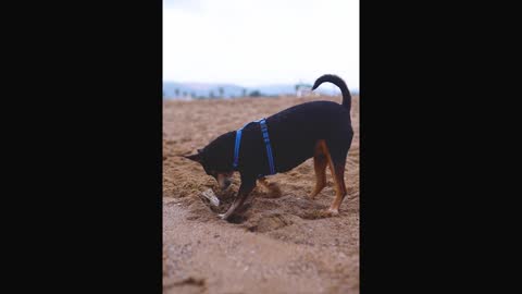 A Dog in a Pet Harness Digging