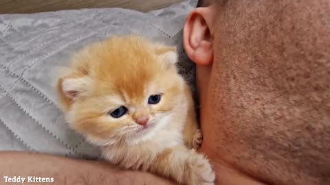 A tiny kitten bit a stern guy on the ear.