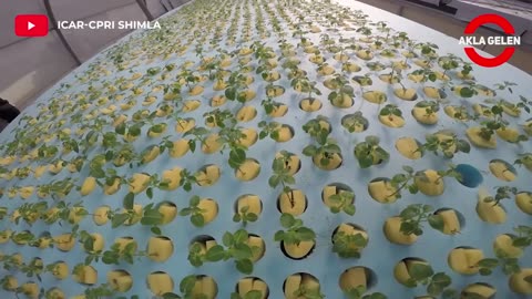 The Farm Producing Potato Without Soil Will Surprise You - Incredible Agriculture Techniques