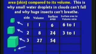 why don't we have giant insects today..is the sun shrinking .