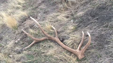 11 lb. Elk Antler Shed - A Great Find