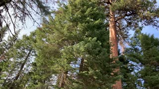 Behemoth Ponderosa Pine – Ochoco National Forest – Bandit Springs Sno-Park – Central Oregon – 4K