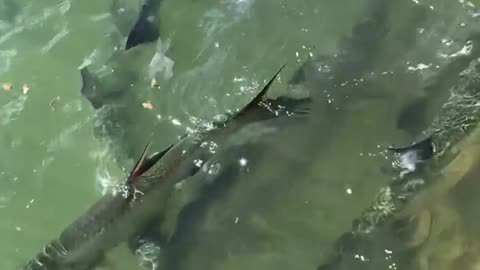 big fish floating in water #shortsvideo #shorts #fish