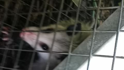 Caught a baby Opossum