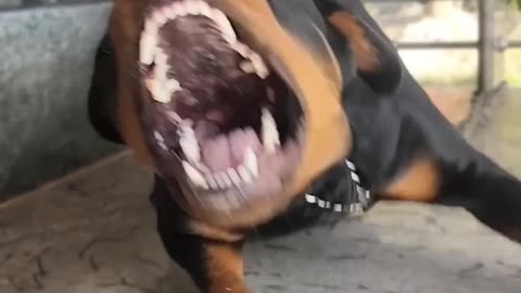 Angry dog barking #viral #dog #rottweiler #shorts #trending