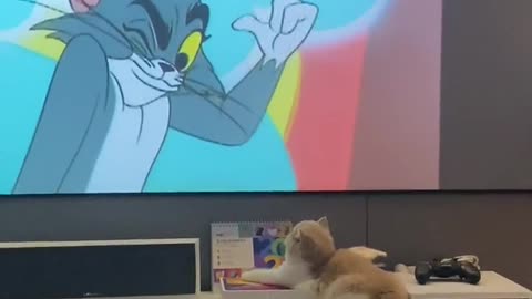 What can a kitten think Just love to watch cartoons