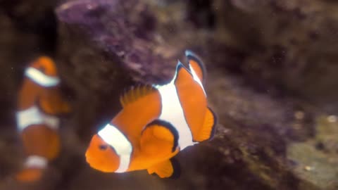 🐟🐡🐠 CLOWNFISH 🐟🐡🐠