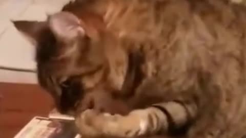 Funniest animals 😂Cat drink water funny