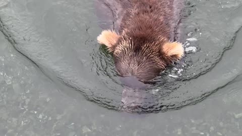 Silly-Looking Swimming Bears