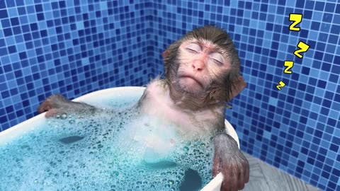 Monkey Baby goes to the toilet and eats fruit with puppy and duckling at the pool