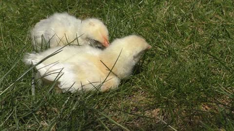 Chicks Sleep Fall Asleep Yellow Easter Chick