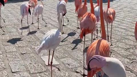 Pink and white flamingos