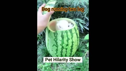 Fun with the Non-Stop Funniest Cat and Dog Video Funny animal video part-13 #shorts #short #viral