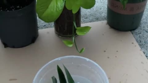 Propagating the zz plant by leaf