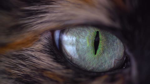 Close of Cat Eye (Macro lens) 😮😮💖