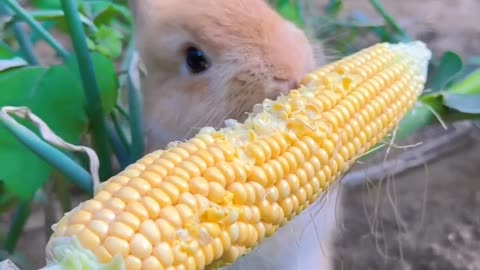 Cute rabbit eating