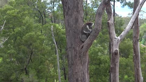 Violent koala interaction