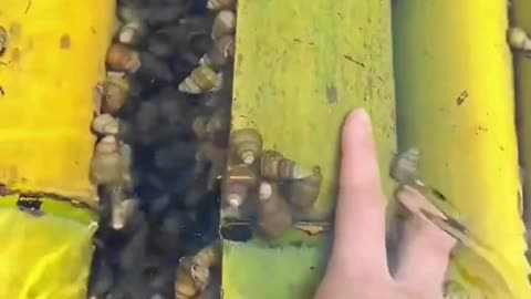 Hunt and find snails, millipedes hiding under wood