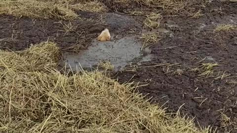 Rescuing a Dog Stuck in Mud on a Farm