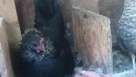 Grumpy Broody Bantam Hen