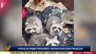 Japan is suffering from a raccoon invasion