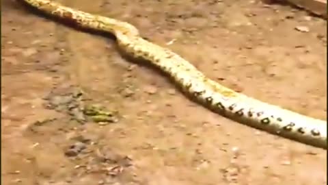 OMG! Giant snake is attacking a calf